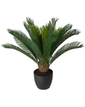 Cycas krukväxt grön