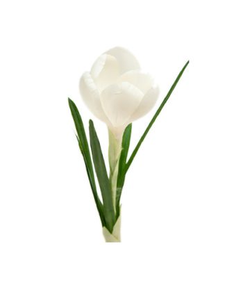 Crocus snittblomma vit OUTLET