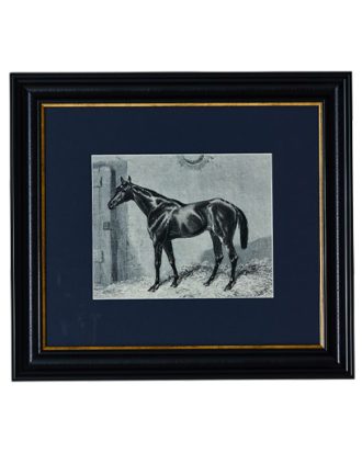 Abbie Häst tavla 35x40