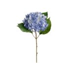 Hortensia snittblomma ljusblå/grön