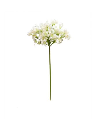 Agapanthus snittblomma vit