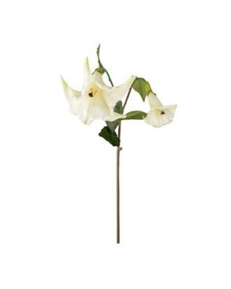 Änglatrumpet snittblomma vit