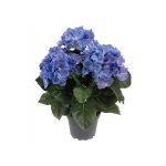 Hortensia krukväxt blå/grön