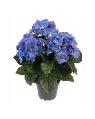 Hortensia krukväxt blå/grön