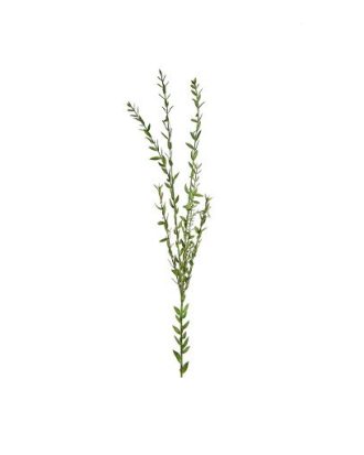 Eucalyptus snittblomma