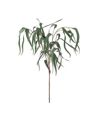 Eucalyptus snittblomma grön