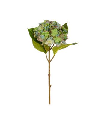 Hortensia snittblomma grön