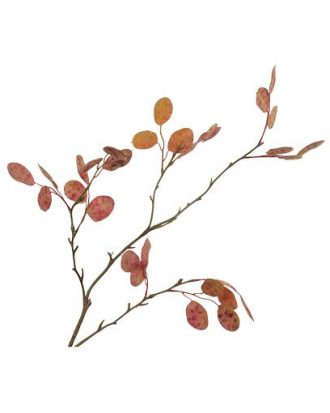 Silverdollareukalyptus burgundy OUTLET