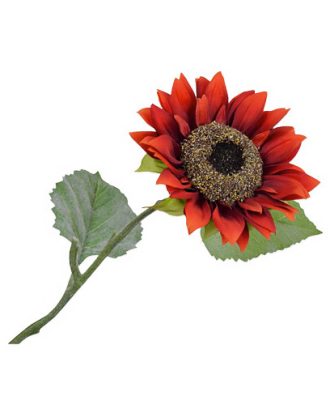 Solros röd snittblomma OUTLET