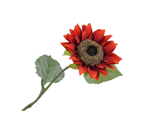 Solros röd snittblomma OUTLET