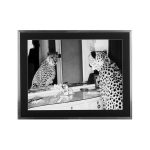 Cheetah looking in mirror