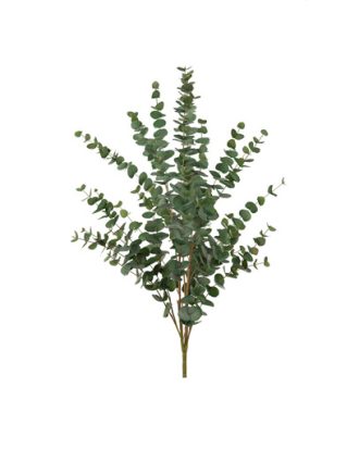 Eucalyptus snittblomma grön