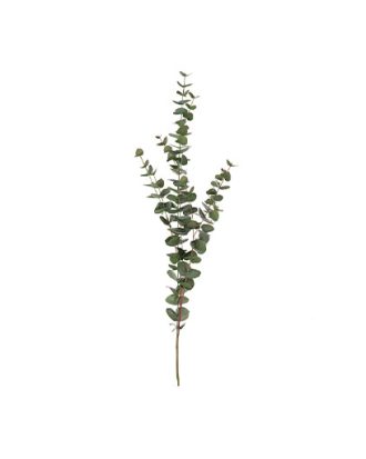 Eucalyptus snittblomma grön