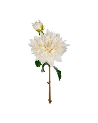 Dahlia snittblomma vit