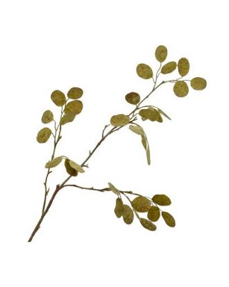 Silverdollareukalyptus grön OUTLET