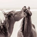Love Warriors - Poster Horse love 100x70 - Multi - 100X70