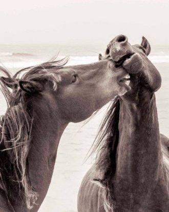 Love Warriors - Poster Horse love 100x70 - Multi - 100X70