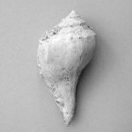 Malerifabrikken - Poster  Shell - Grå - 50X70