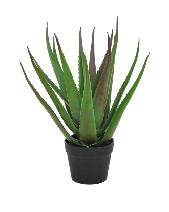 Nordic Furniture Group - Aloveraplanta H 50 cm - Grön