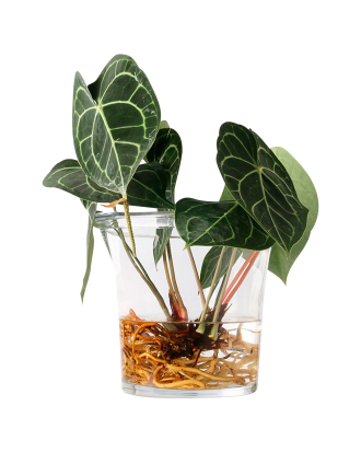 HKliving - Blomkruka i glas