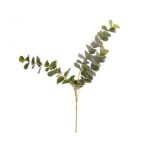 Eucalyptus Kvist 60 cm