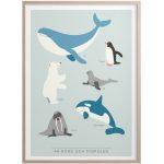 Kunskapstavlan® På Nord Och Sydpolen Poster 30x40 Cm - Posters Papper Blå